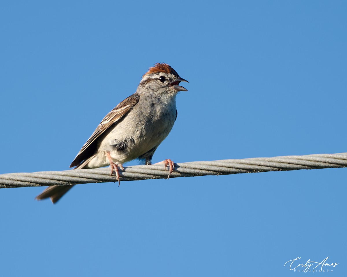 Chipping Sparrow - ML620702223