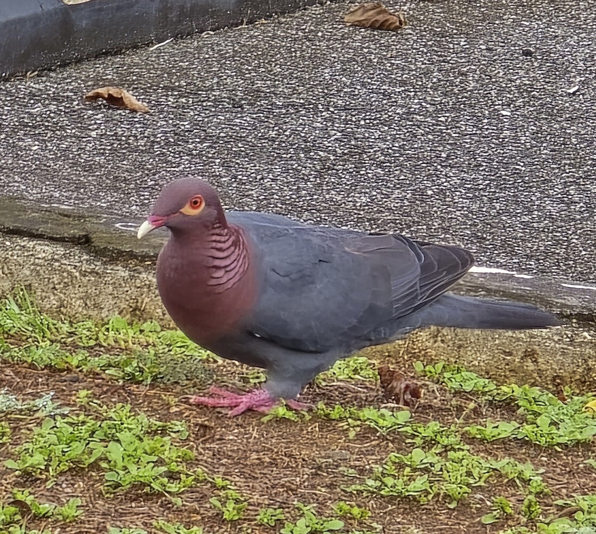 Scaly-naped Pigeon - ML620702224