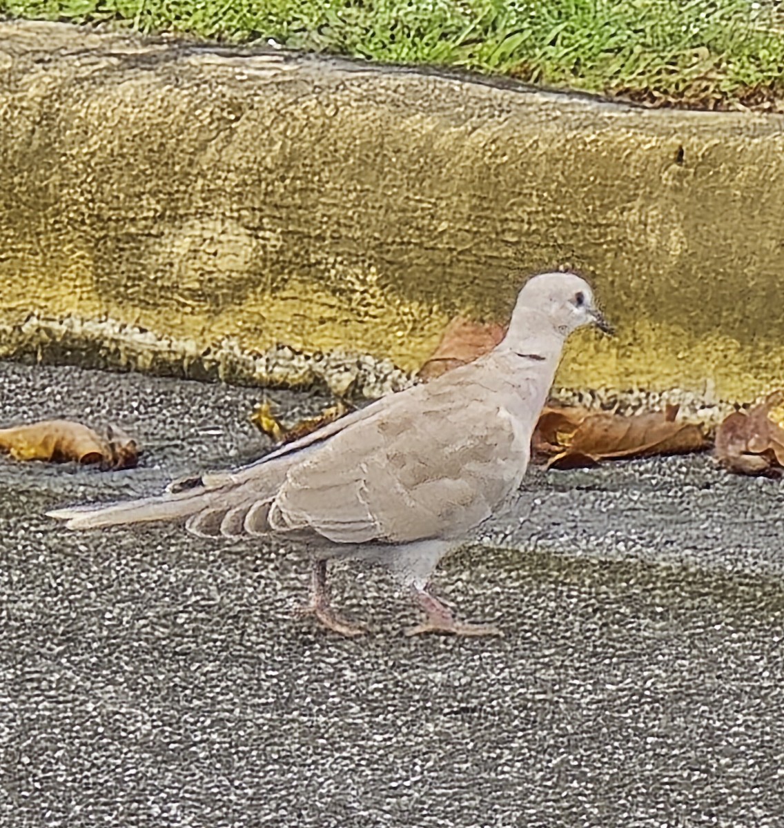 Eurasian/African Collared-Dove - ML620702225