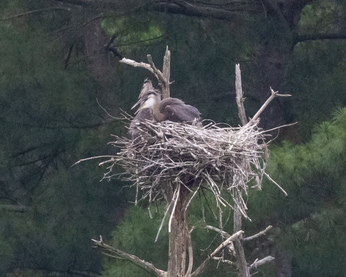 Great Blue Heron - ML620702228