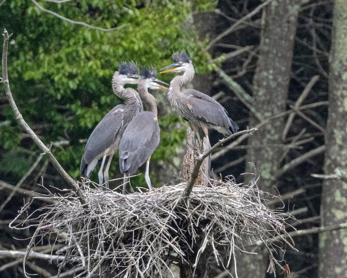 Great Blue Heron - ML620702229