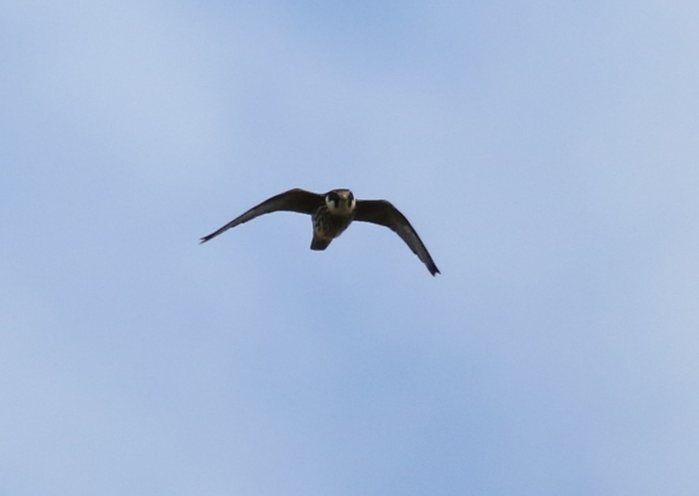 Eurasian Hobby - ML620702231