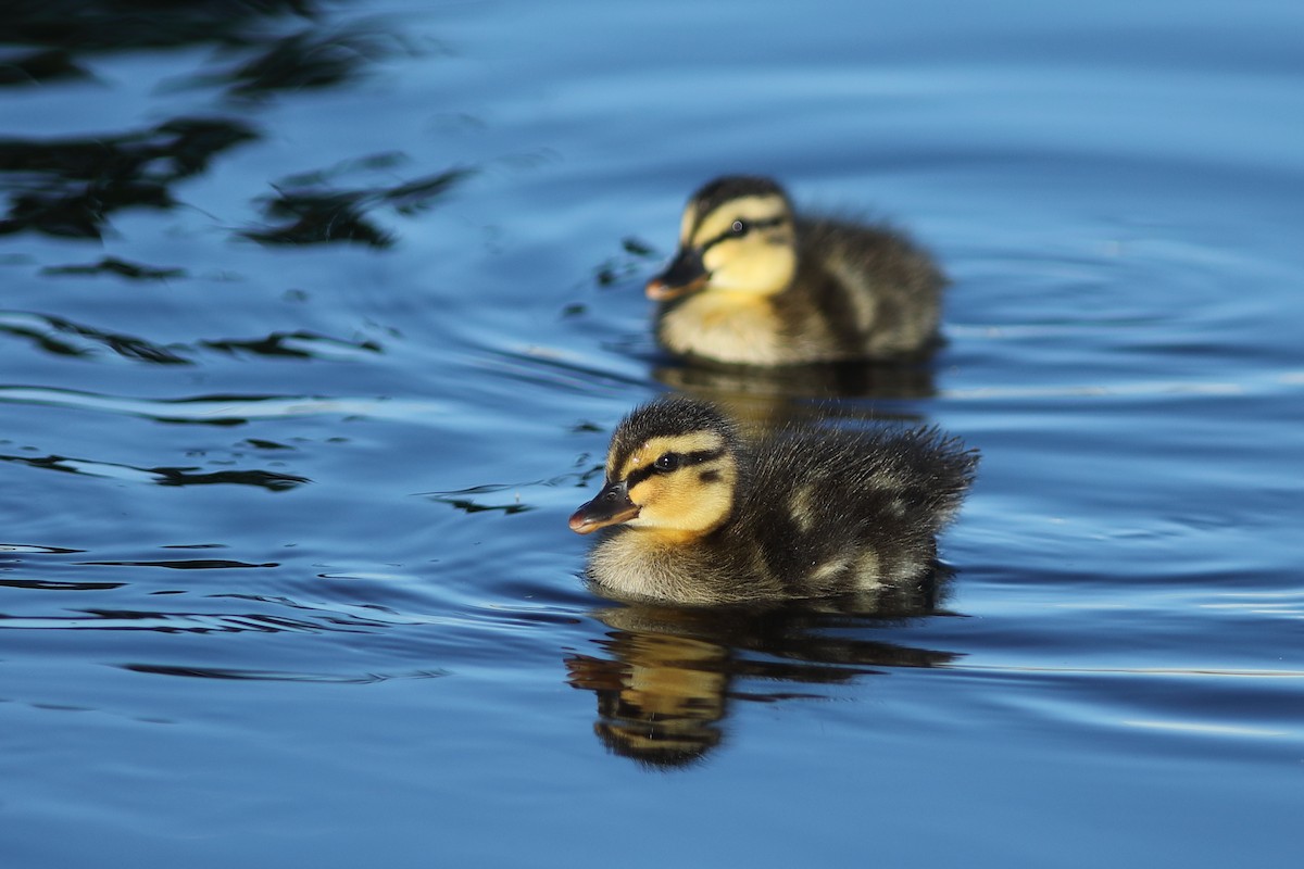 Canard colvert - ML620702233