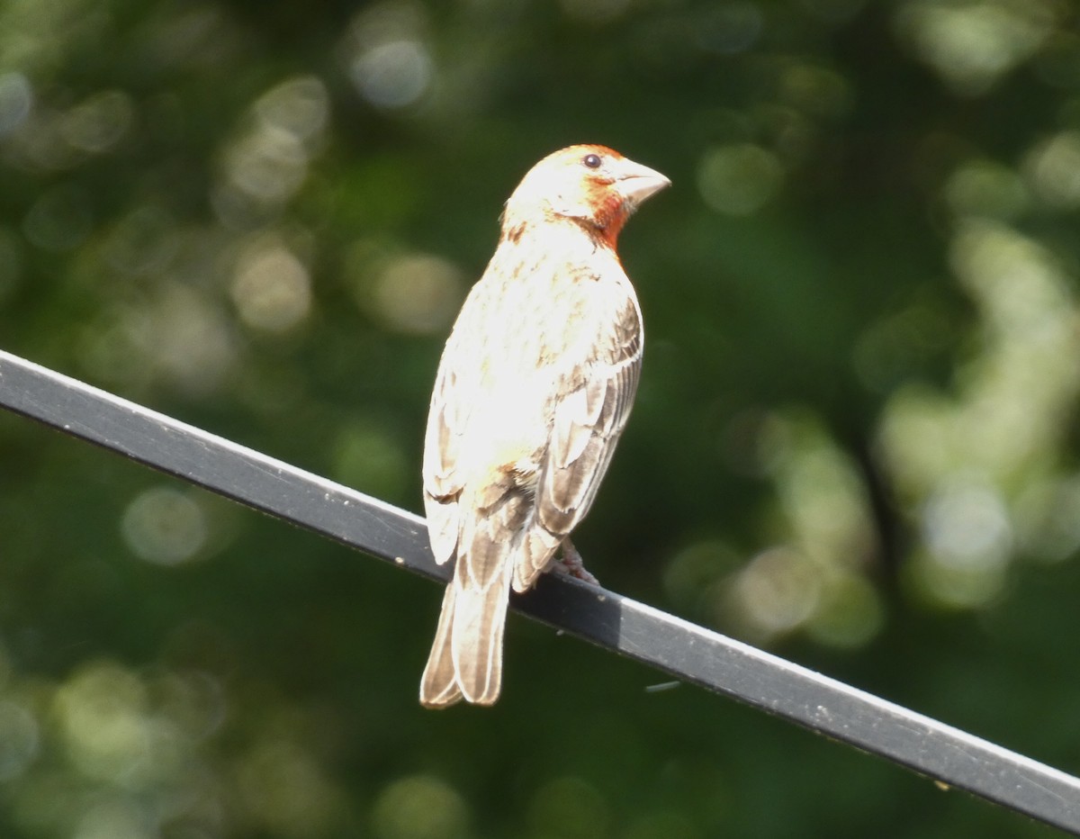 House Finch - ML620702234