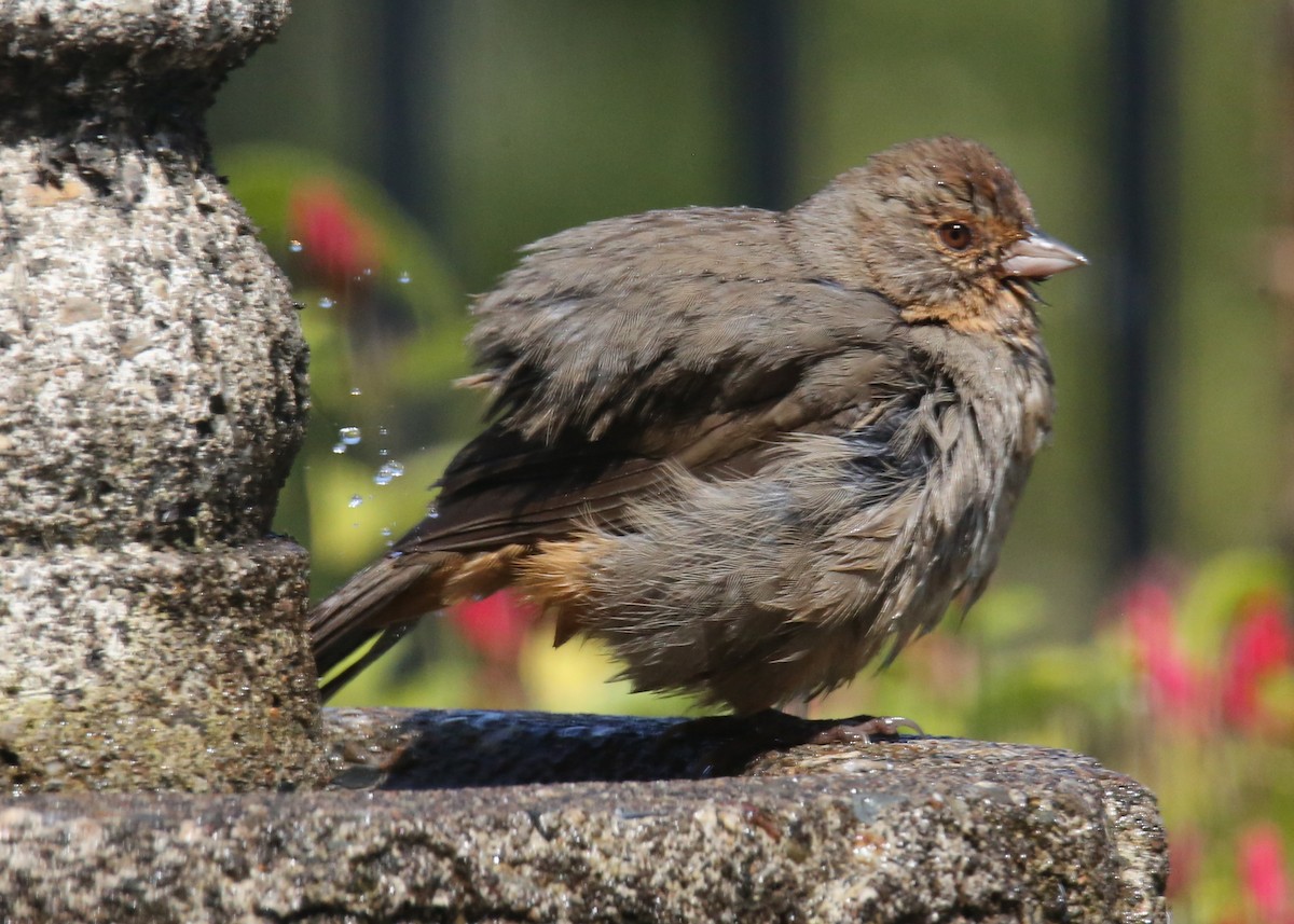 California Towhee - ML620702236