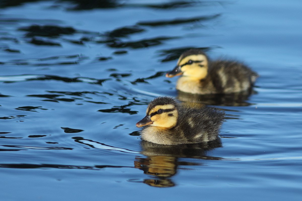 Canard colvert - ML620702237