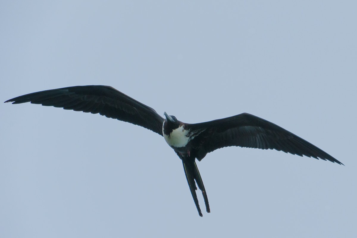 Magnificent Frigatebird - ML620702238