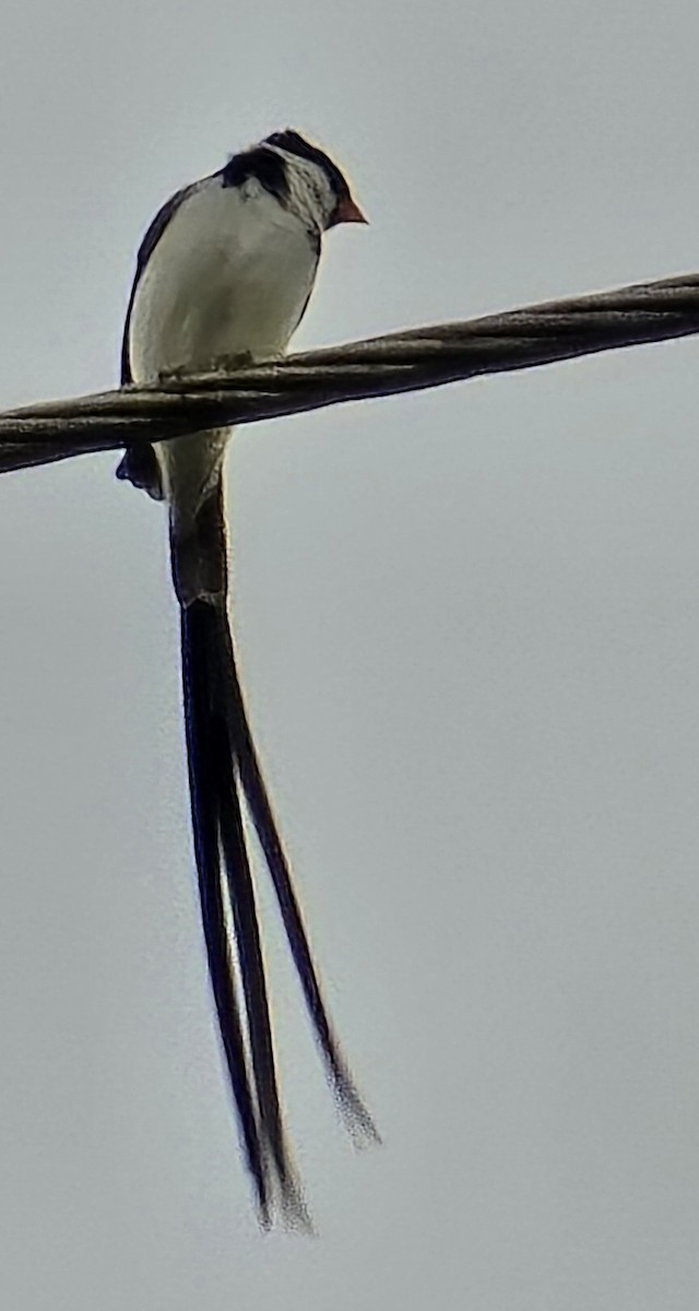 Pin-tailed Whydah - ML620702240