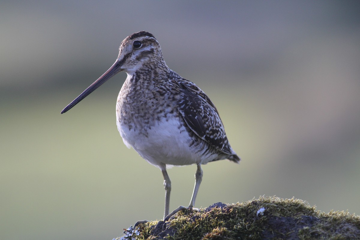 Common Snipe - ML620702242