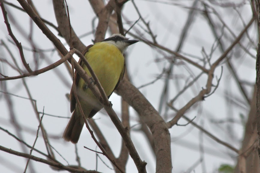 Great Kiskadee - ML620702243