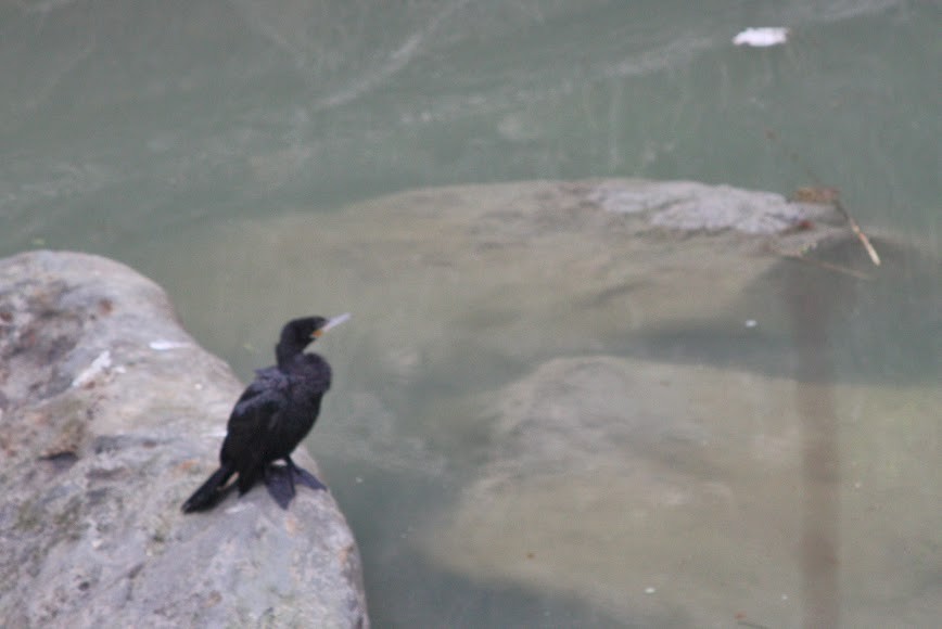 Neotropic Cormorant - ML620702244