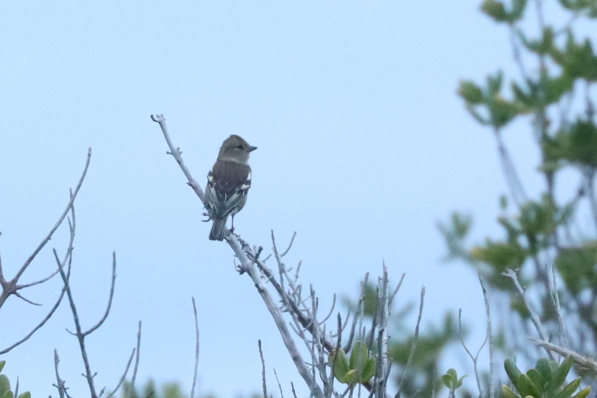 Common Chaffinch - ML620702247