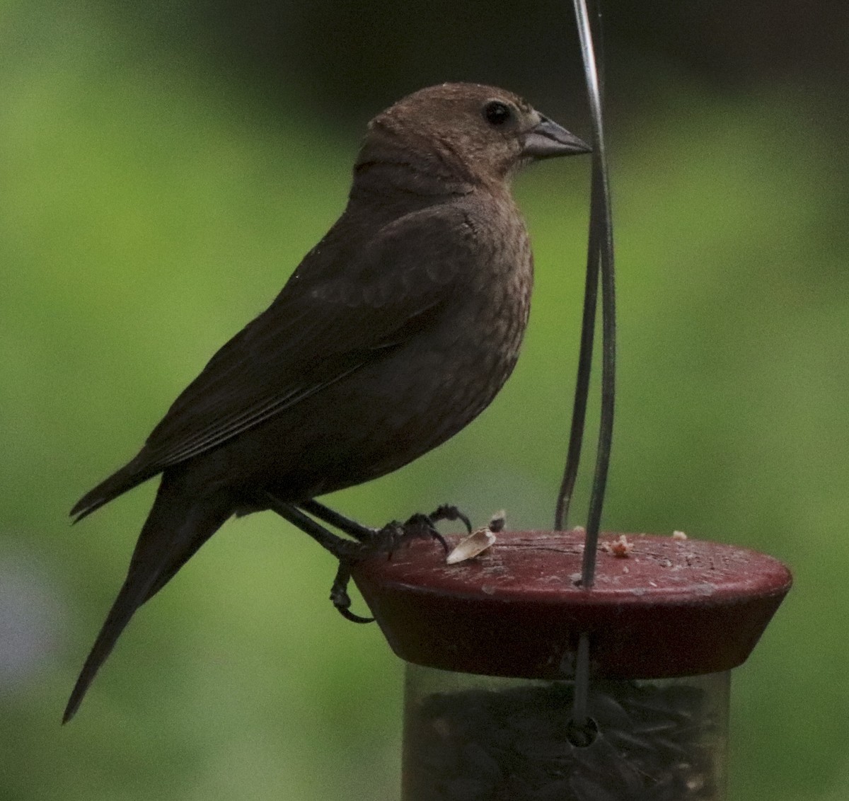 Brown-headed Cowbird - ML620702250