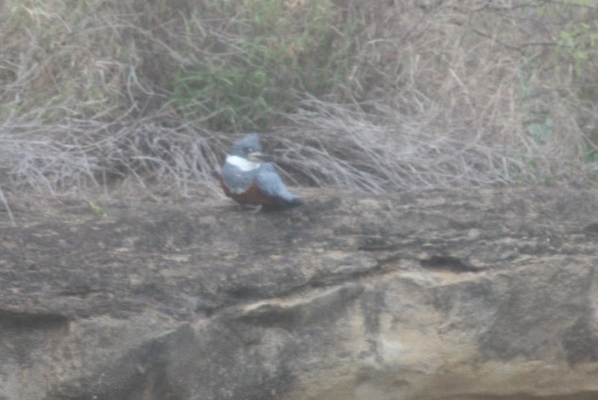 Ringed Kingfisher - ML620702252