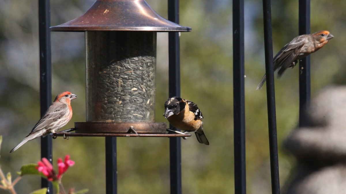 Black-headed Grosbeak - ML620702254