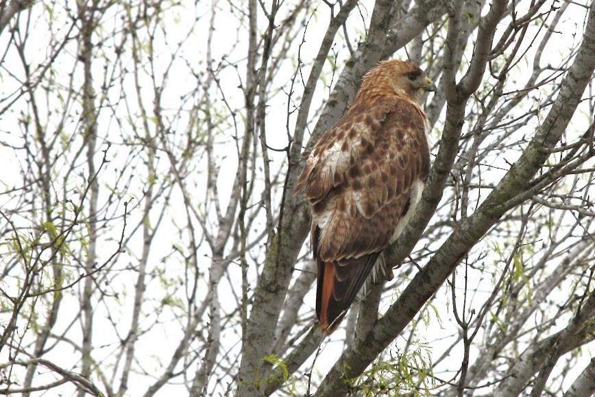 Red-tailed Hawk - ML620702255