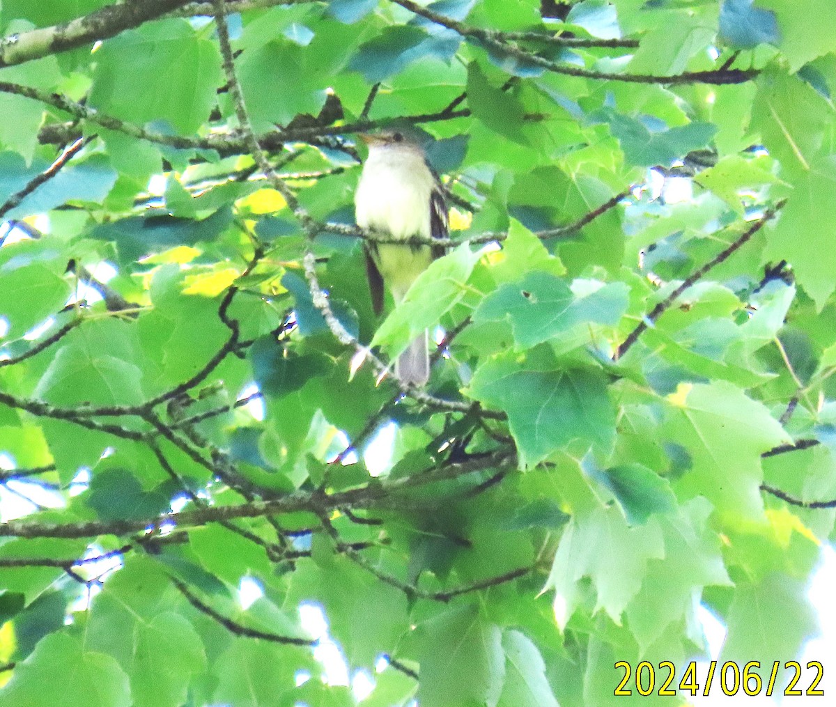 Alder Flycatcher - Robert Ross