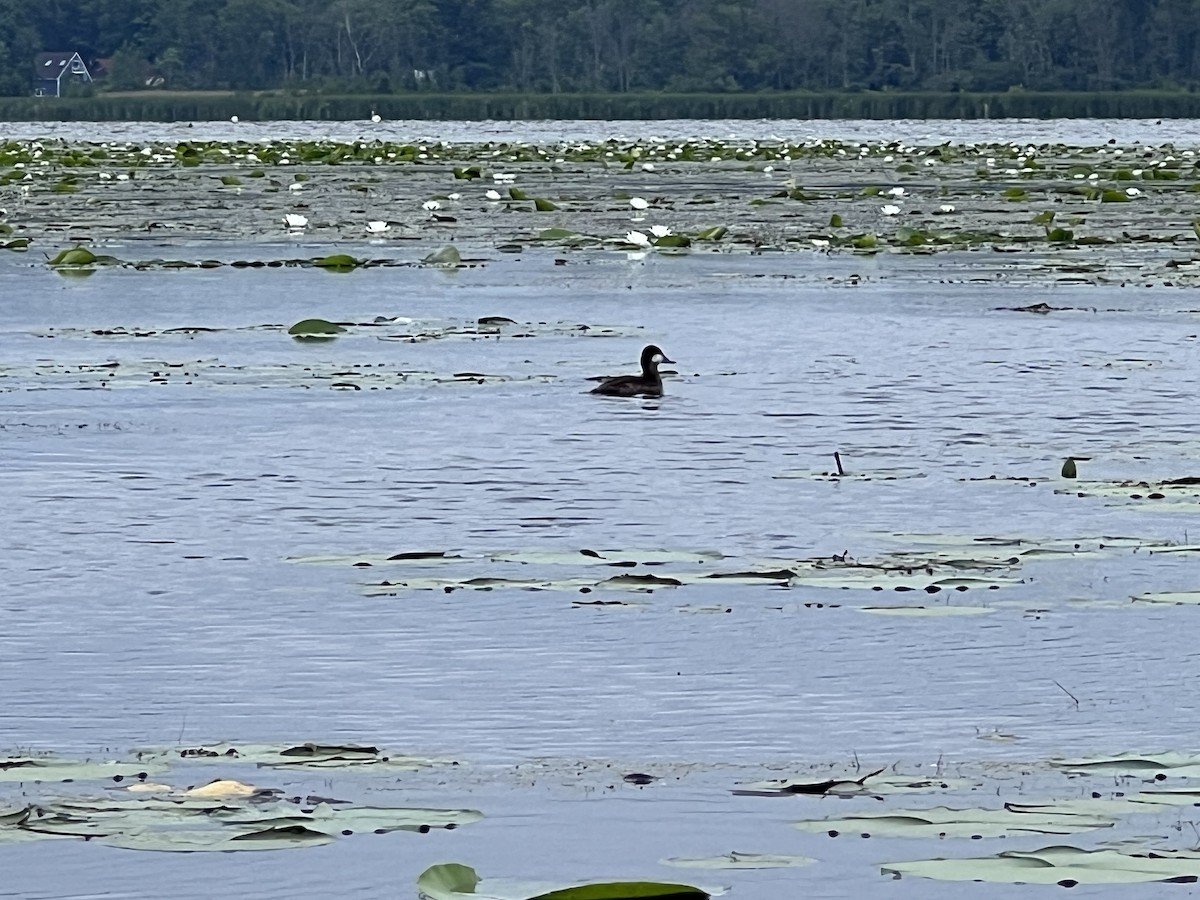 Ruddy Duck - ML620702259