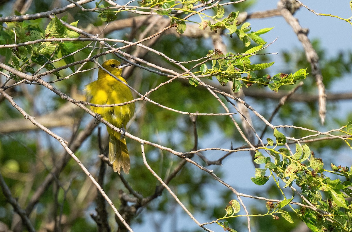 Orchard Oriole - ML620702260