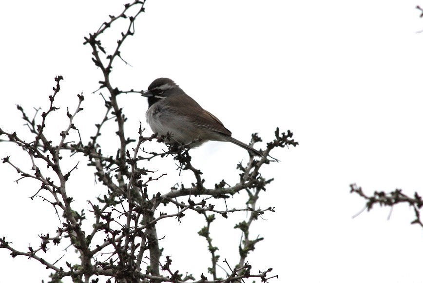 Black-throated Sparrow - ML620702261