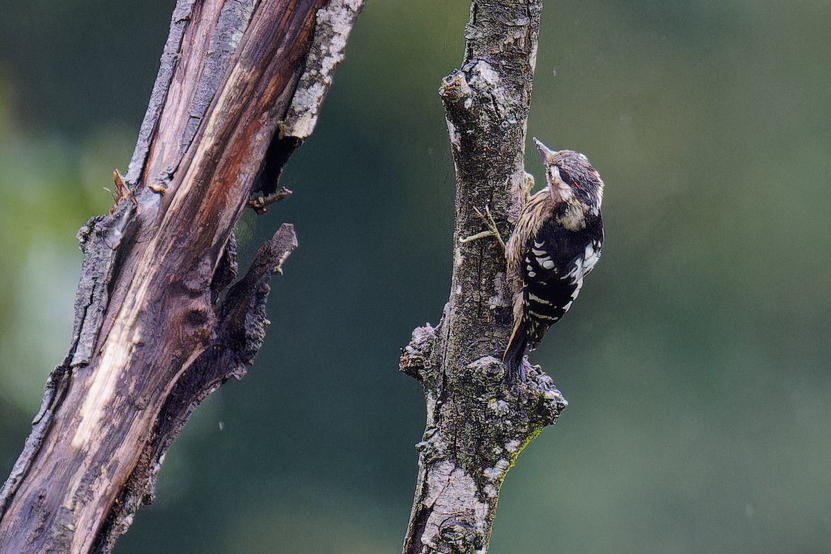 Gray-capped Pygmy Woodpecker - ML620702262