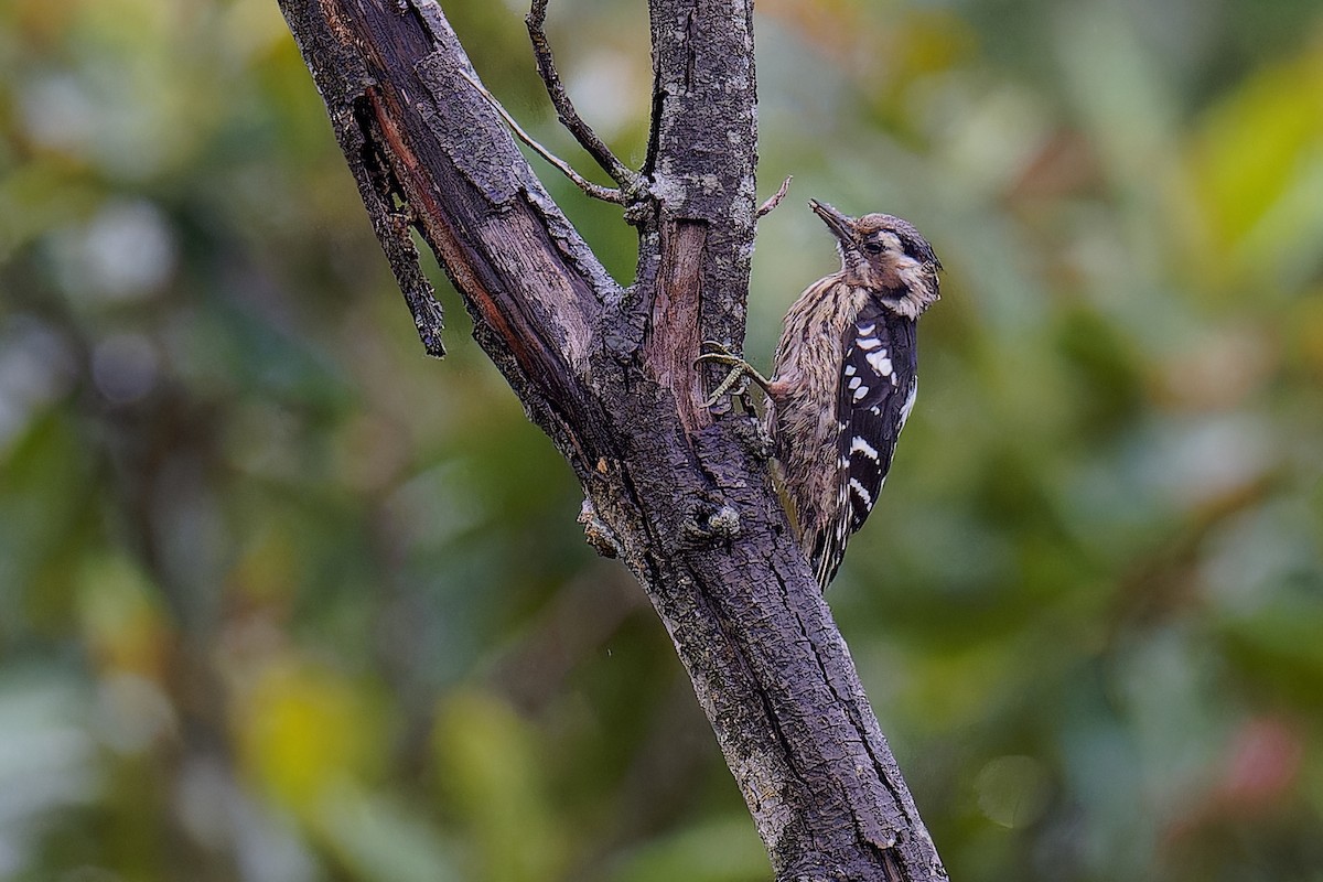 Gray-capped Pygmy Woodpecker - ML620702263