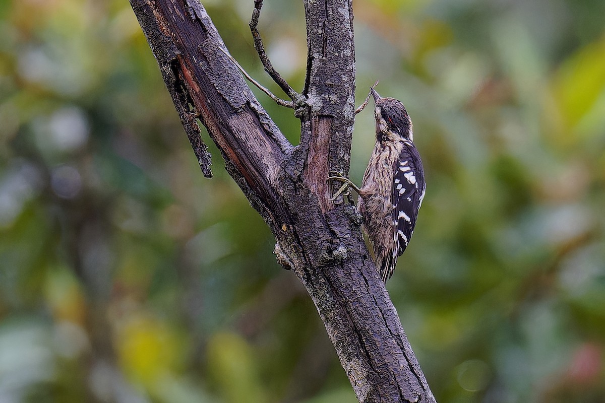 Gray-capped Pygmy Woodpecker - Vincent Wang