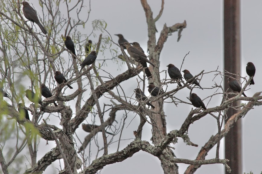 Brown-headed Cowbird - ML620702265