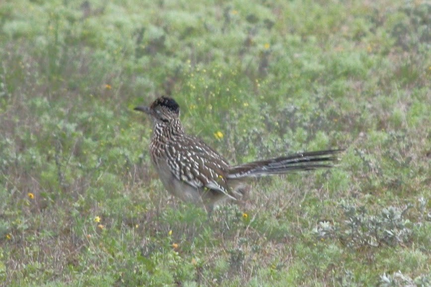 Greater Roadrunner - ML620702268