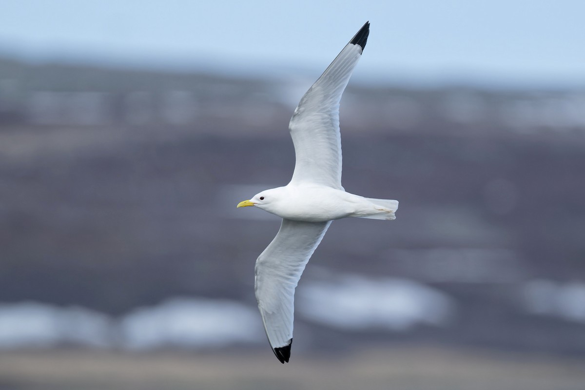 Black-legged Kittiwake - ML620702269