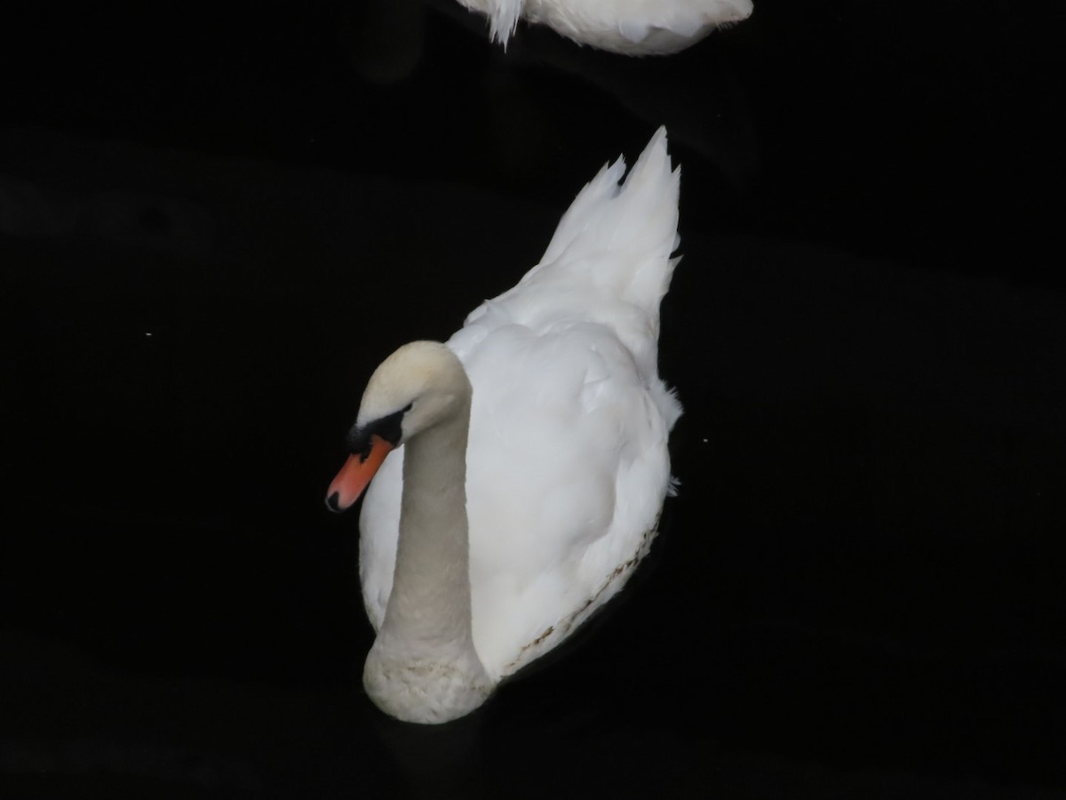 Mute Swan - ML620702270