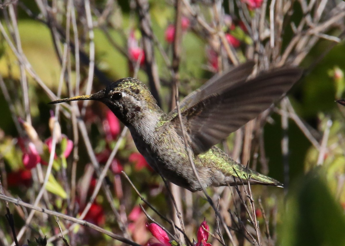 Anna's Hummingbird - ML620702274