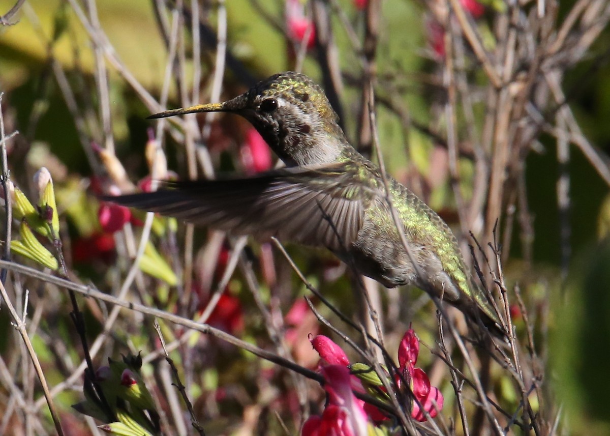 Anna's Hummingbird - ML620702275