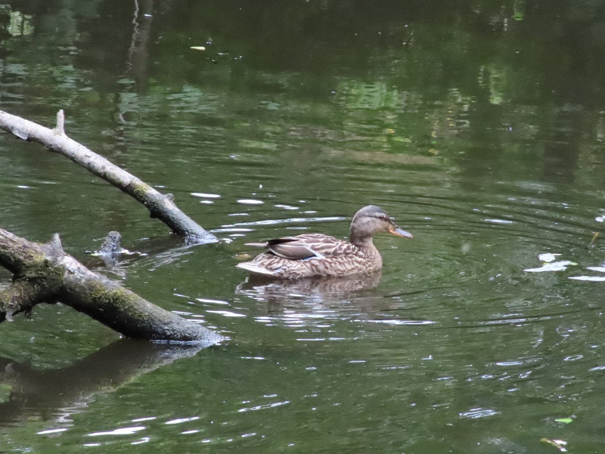 Canard colvert - ML620702277