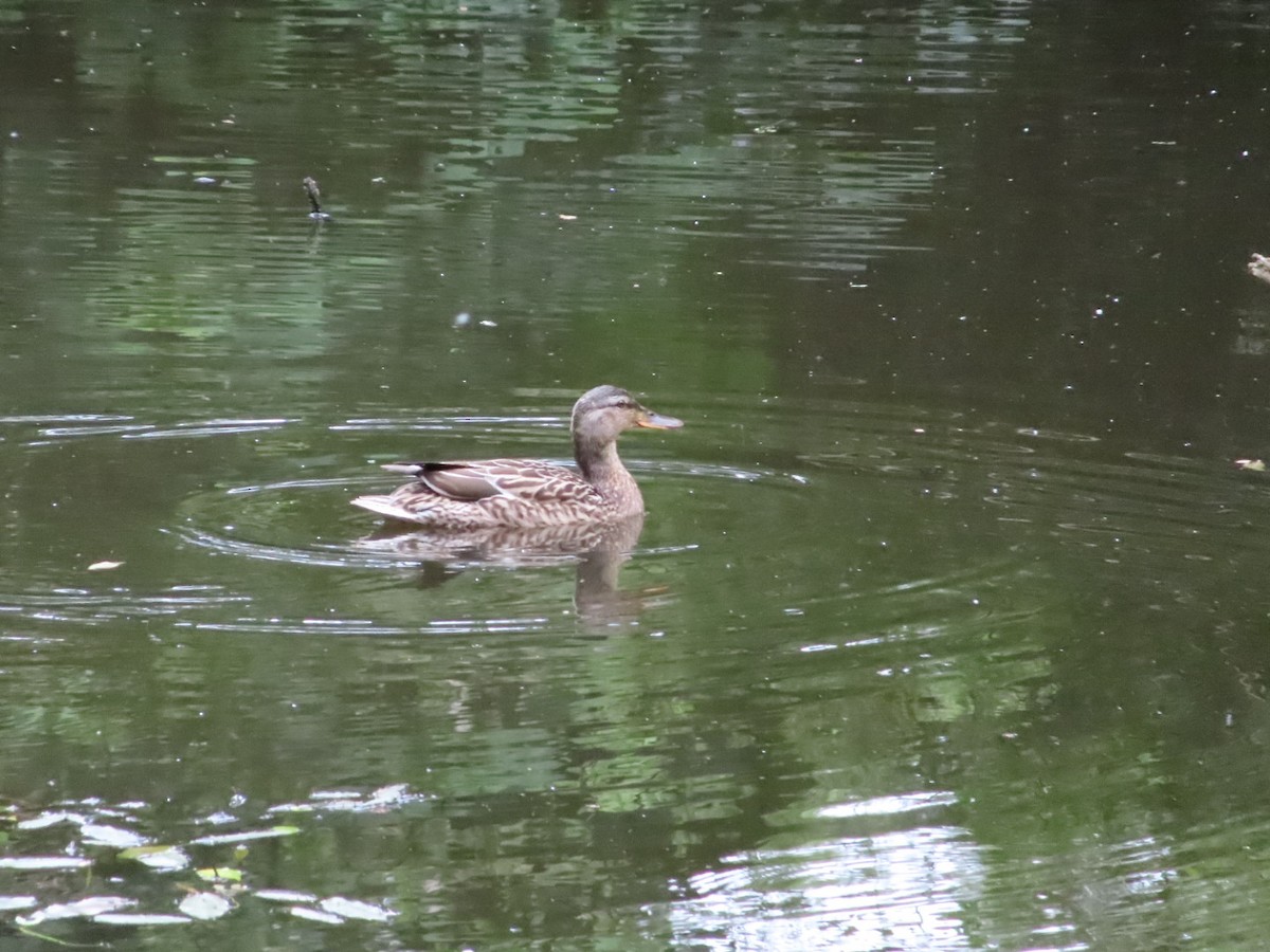 Canard colvert - ML620702279