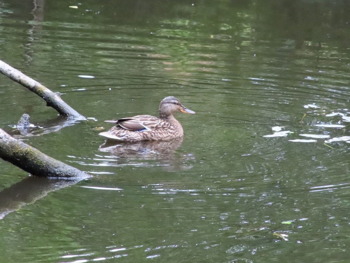 Canard colvert - ML620702280