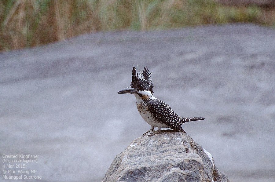 Crested Kingfisher - ML620702281