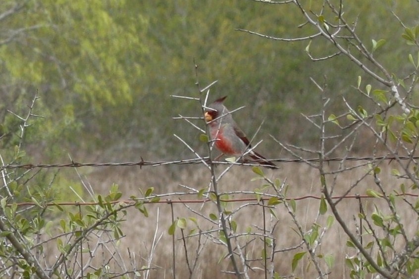 Cardinal pyrrhuloxia - ML620702282