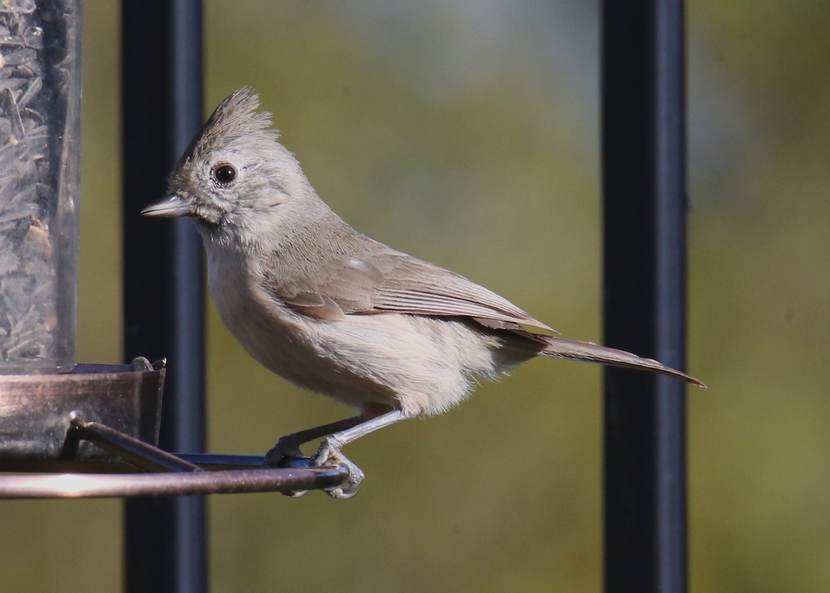 Oak Titmouse - ML620702283