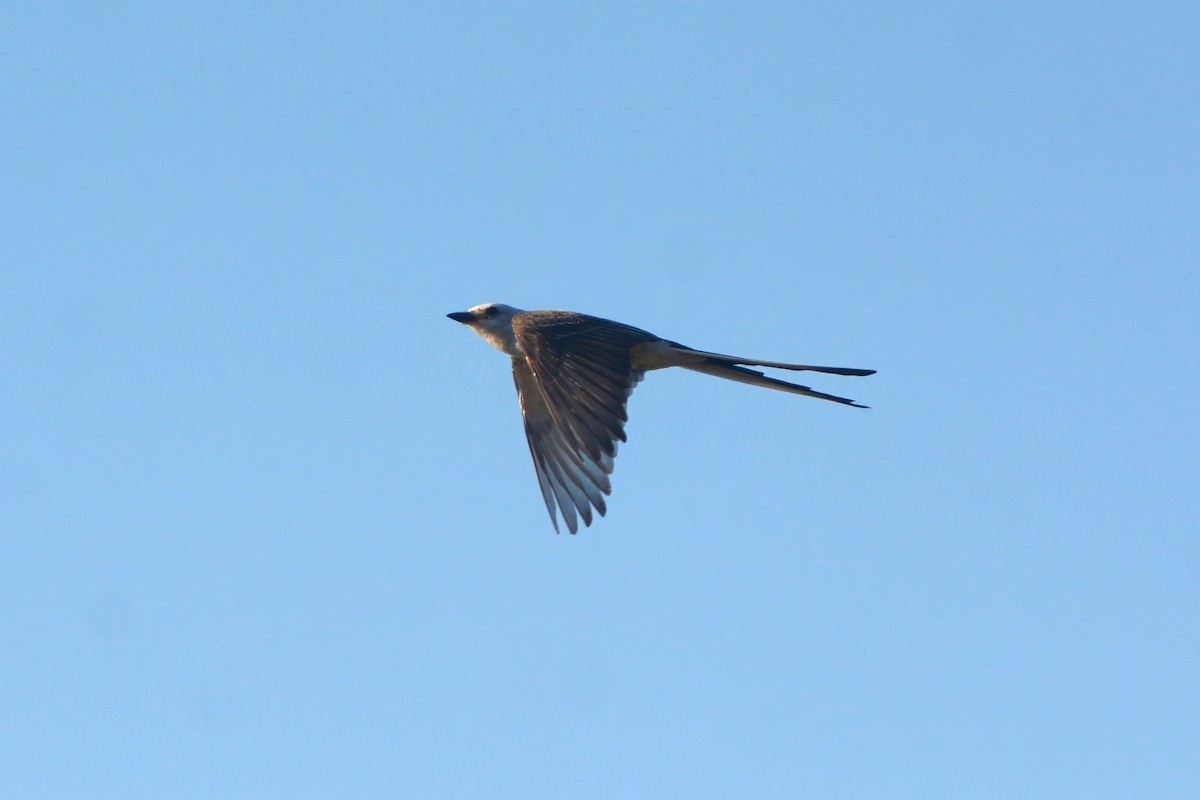 Scissor-tailed Flycatcher - ML620702285