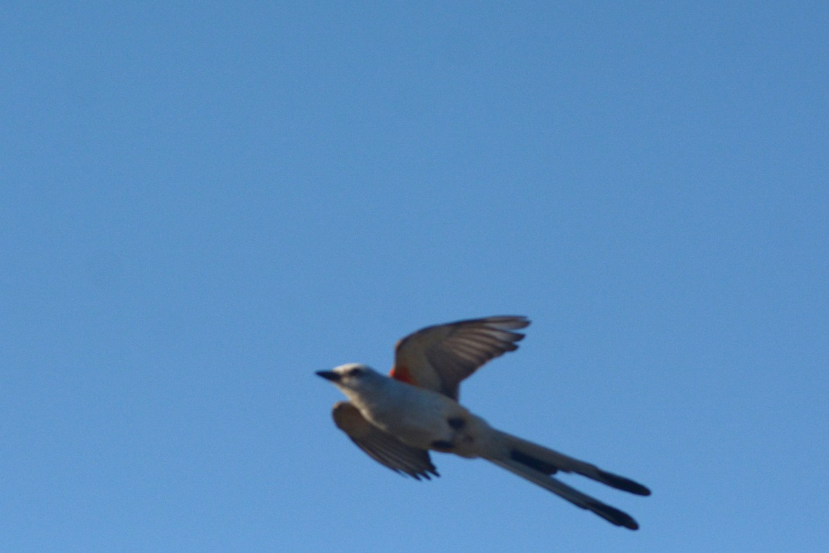 Scissor-tailed Flycatcher - ML620702289