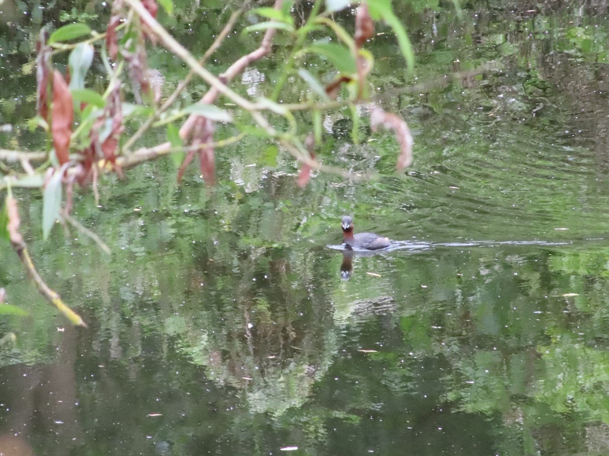 Little Grebe - ML620702291