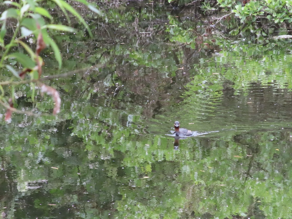 Little Grebe - ML620702292