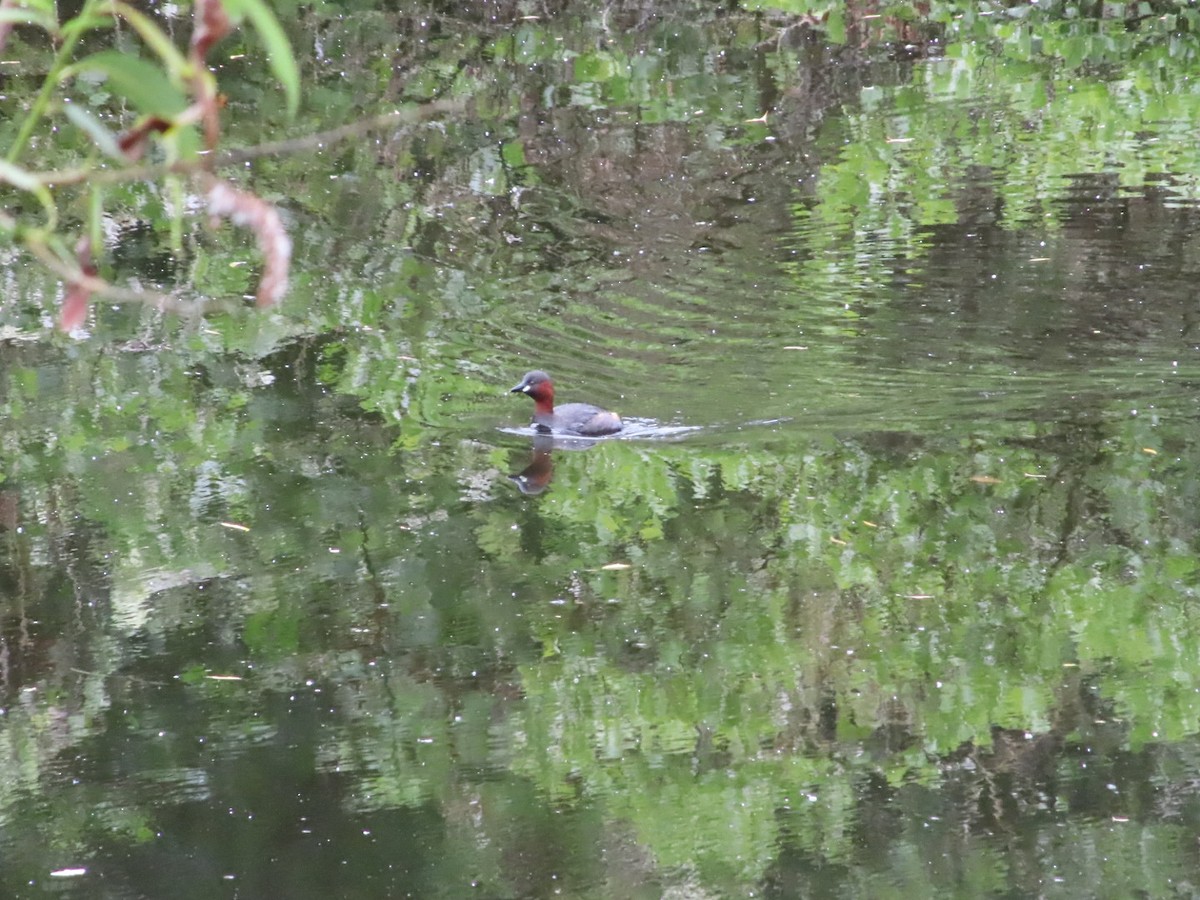 Little Grebe - ML620702293