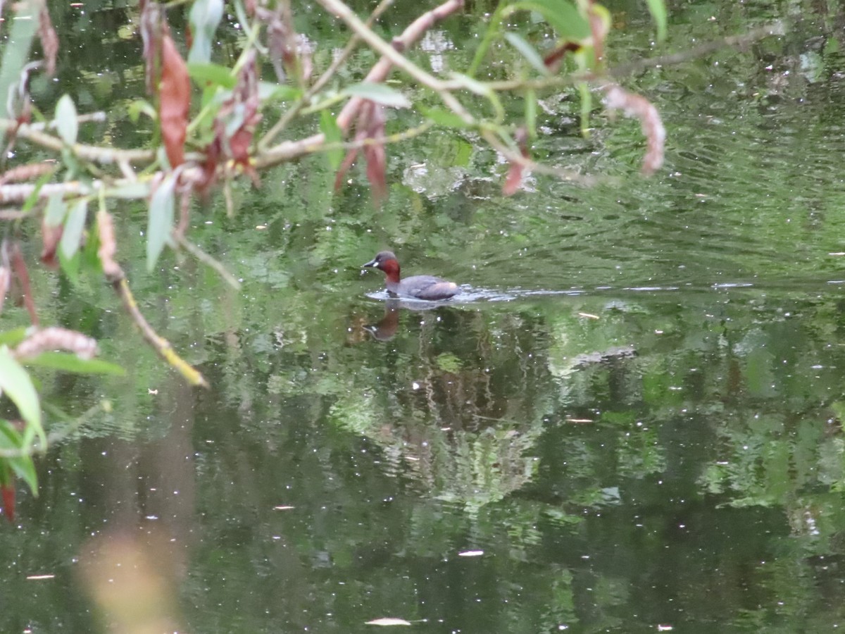 Little Grebe - Mel O'Hagan