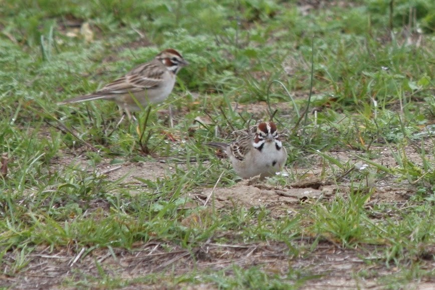 Lark Sparrow - ML620702296