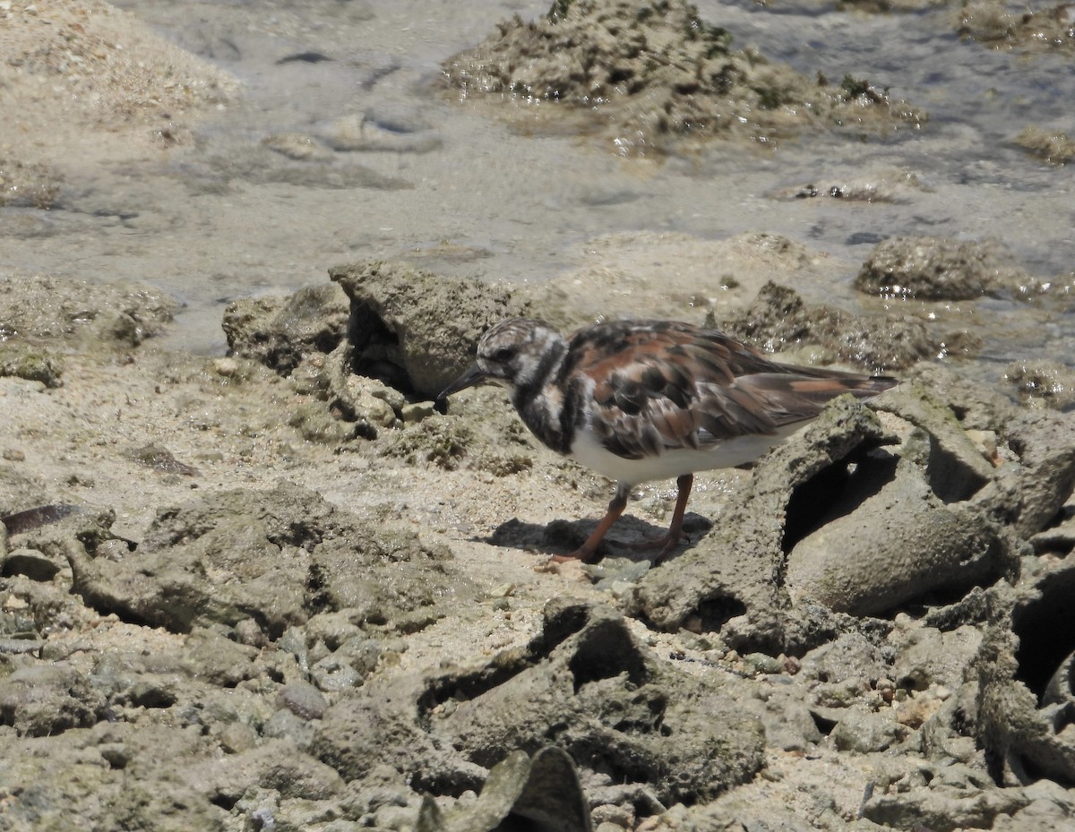 Ruddy Turnstone - ML620702298