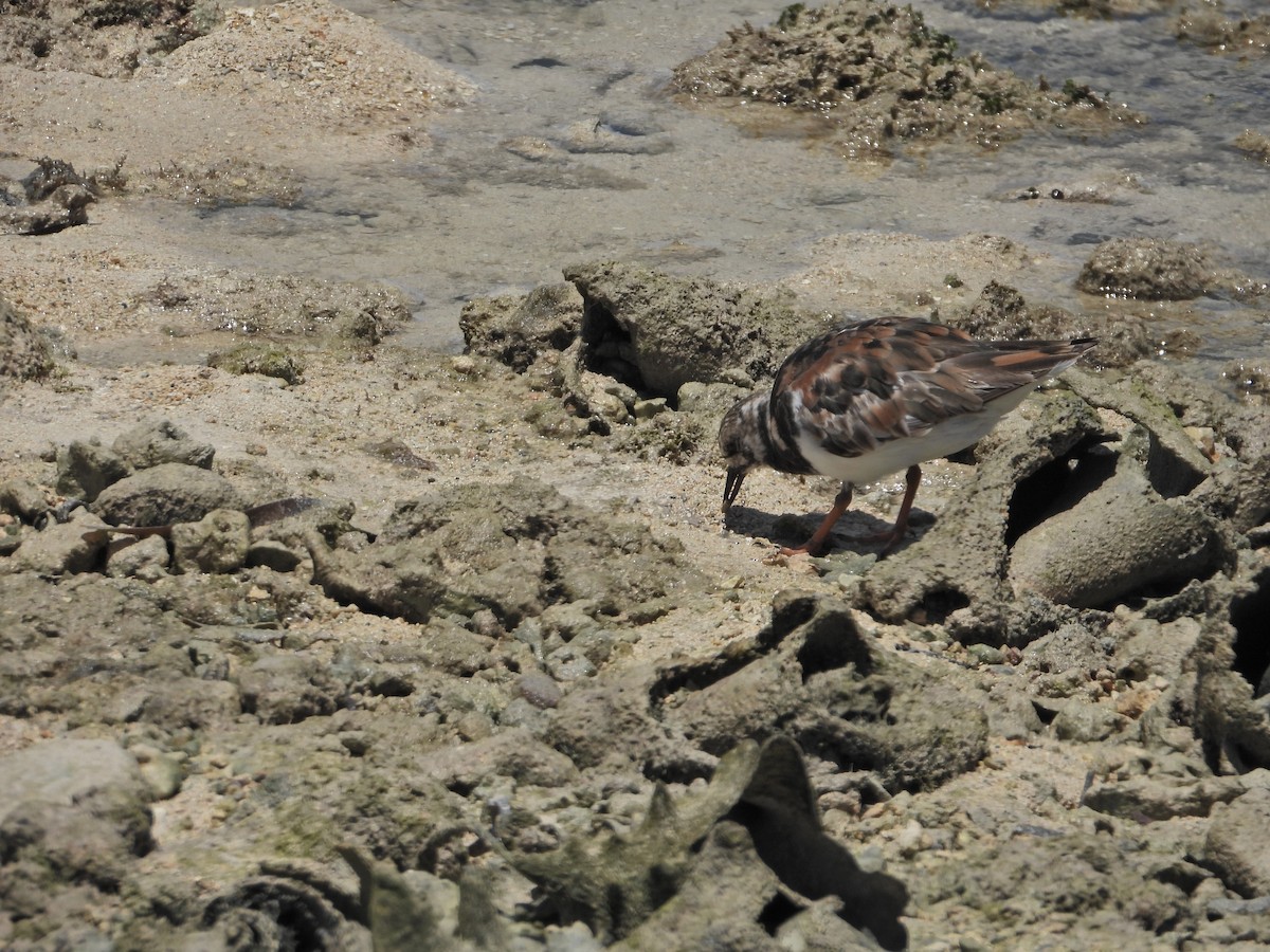 Ruddy Turnstone - ML620702299