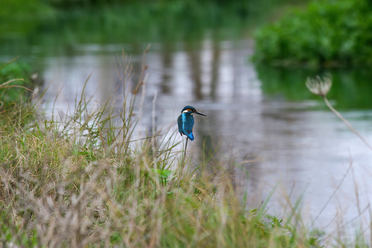 Common Kingfisher - ML620702300