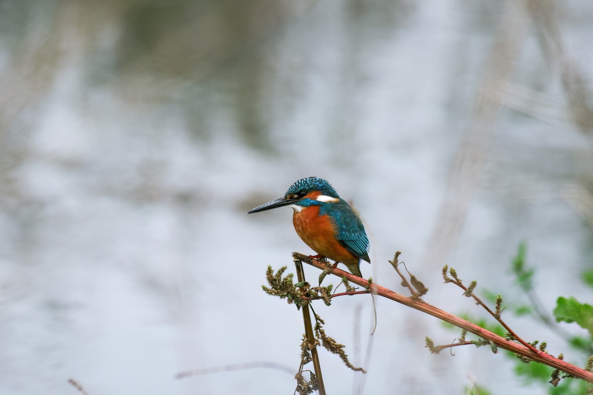 Martin-pêcheur d'Europe - ML620702301